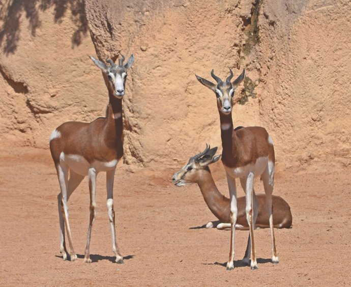 Tres hembras de gacela mhorr en Bioparc Valencia.