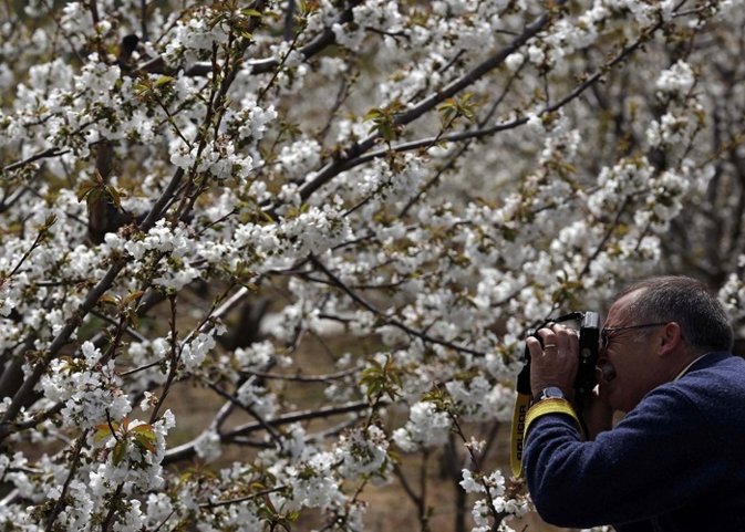 Una visita muy primaveral: los cerezos en flor del Valle del Jerte