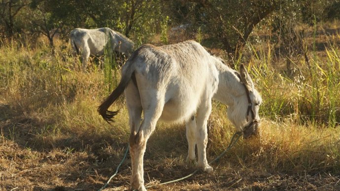 Burros realizan tareas de desbrozado en el entorno de Hinojos. 