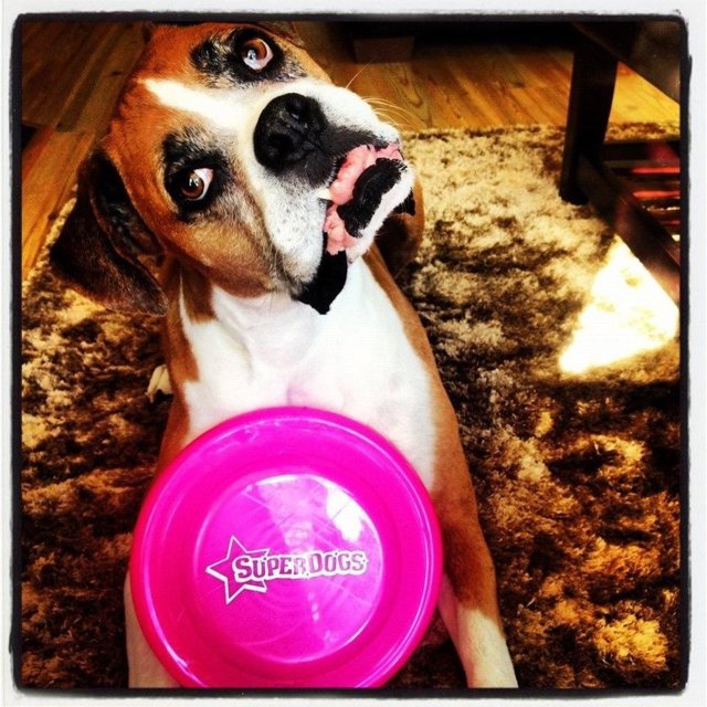 Romeo, un bóxer entrañable