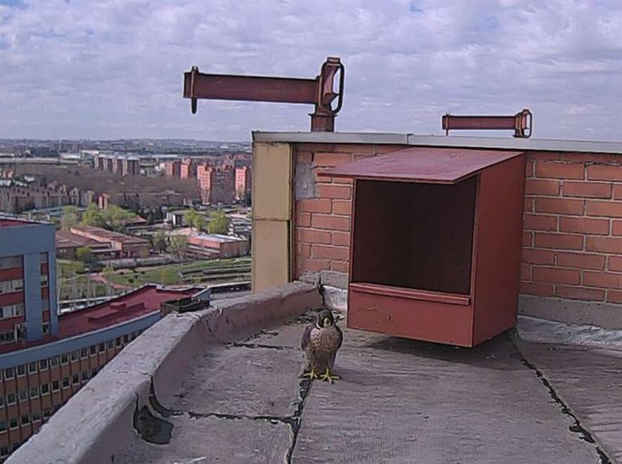 Hembra de halcón en la azotea del Doce de Octubre