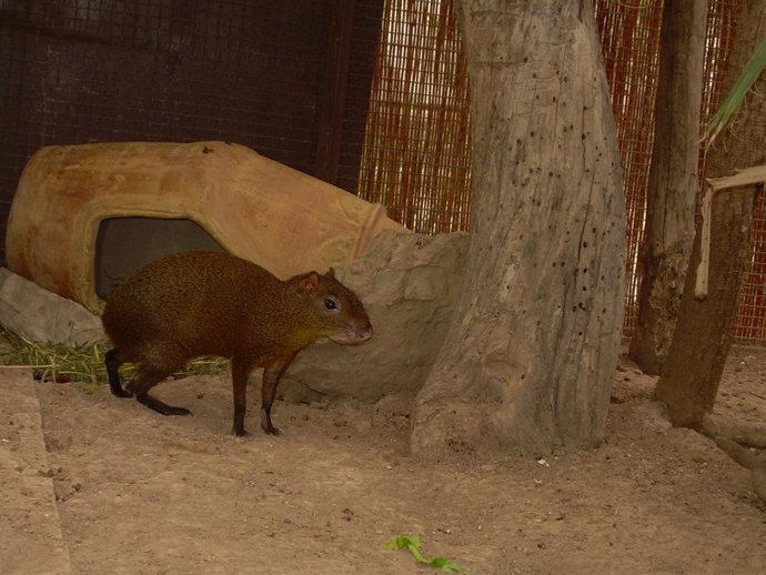Hembra de agutí centroamericano en Terra Natura