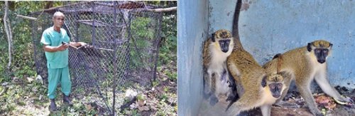 Monos fugados del zoo de La Habana