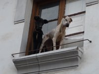 Rescatados dos perros que fueron encerrados en un edificio abandonado