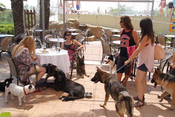 Cámping Castell Mar abre el primer restaurante con menú para perros
