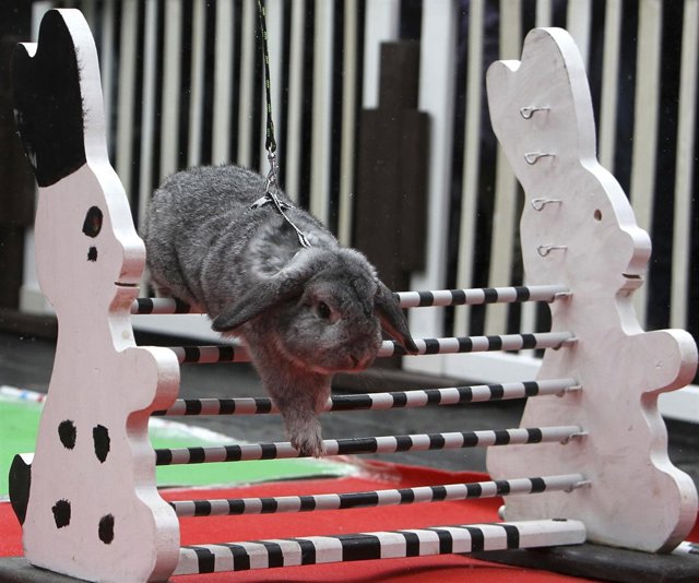 Un conejo participa en una competición en Praga