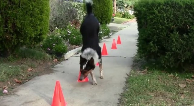 Jumpy a dos patas haciendo slalom de conos