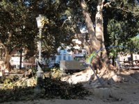 Heridos leves tres jóvenes por la caída de la rama de un ficus del jardín de Floridablanca de Murcia