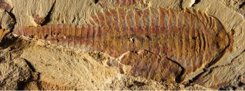 Fósil del crustáceo