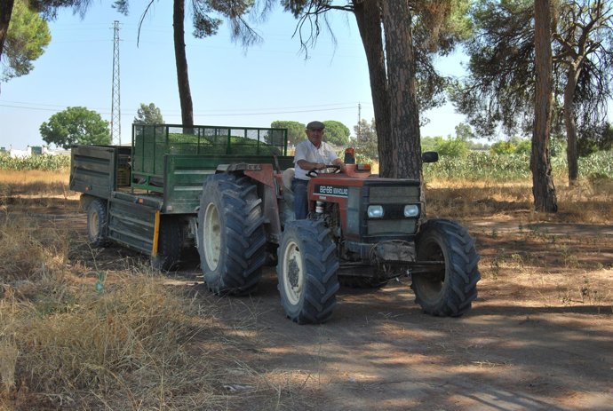 Agricultor de la aceituna en Hinojos. 
