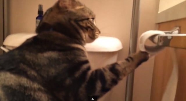 Willie, el gato más enrollado