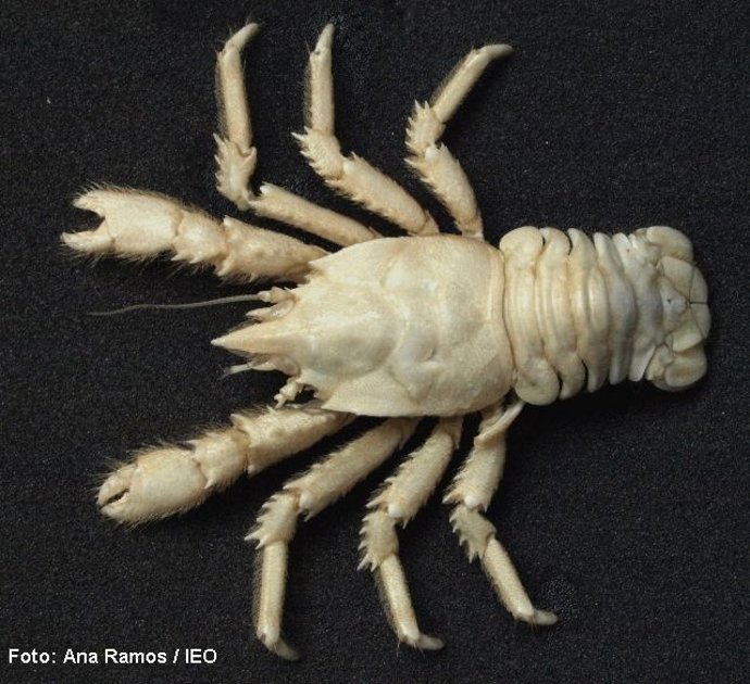 Munidopsis anaramosae