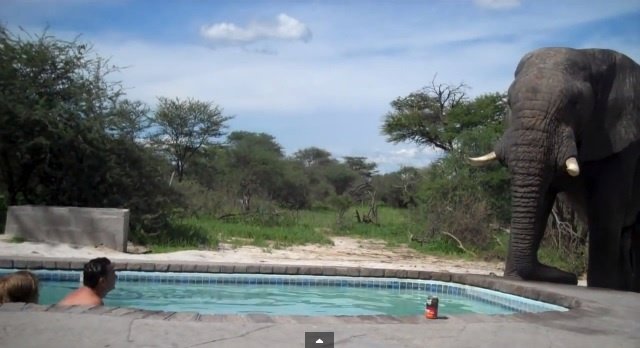 El elefante aguafiestas