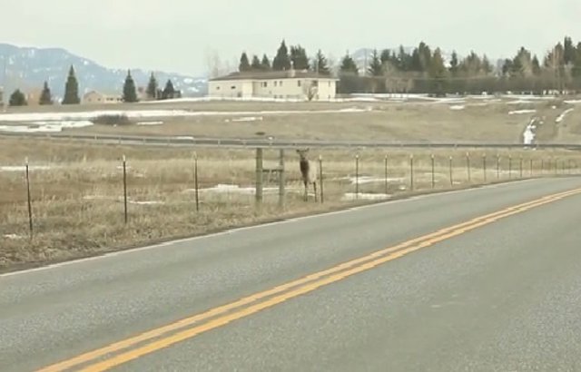 Alce descolgado de su manada
