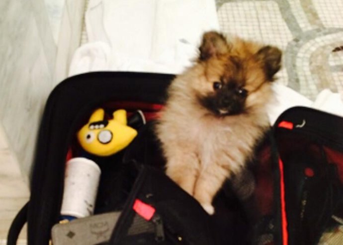 Tras la trágica muerte de Floyd, Miley Cyrus ya tiene nuevo perro