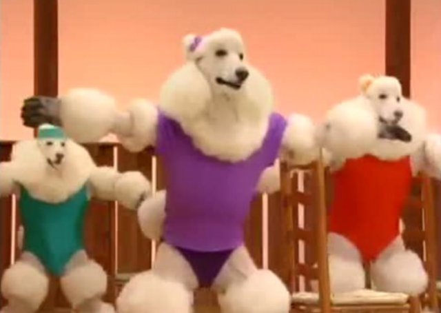 Caniches ejercitándose