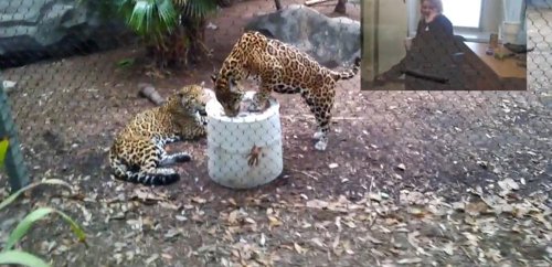 Hospital utiliza Google Glass para permitir a los niños ir virtualmente al zoo