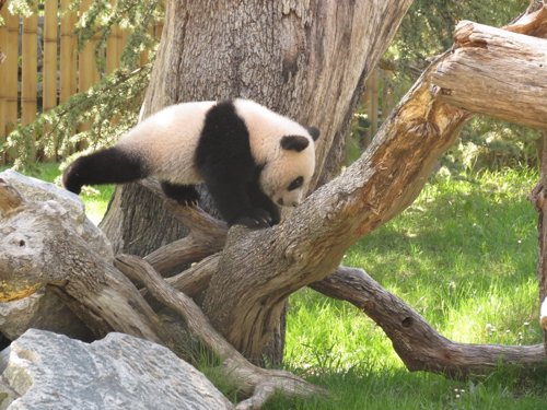 Oso panda en el zoo