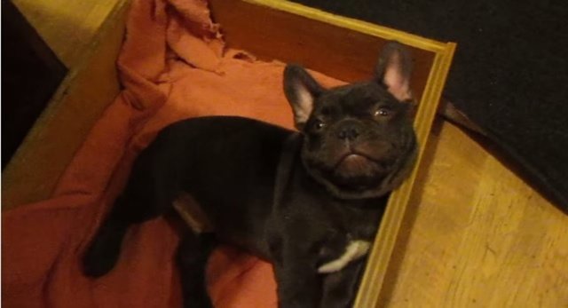 El Bulldog que no quiere irse a la cama