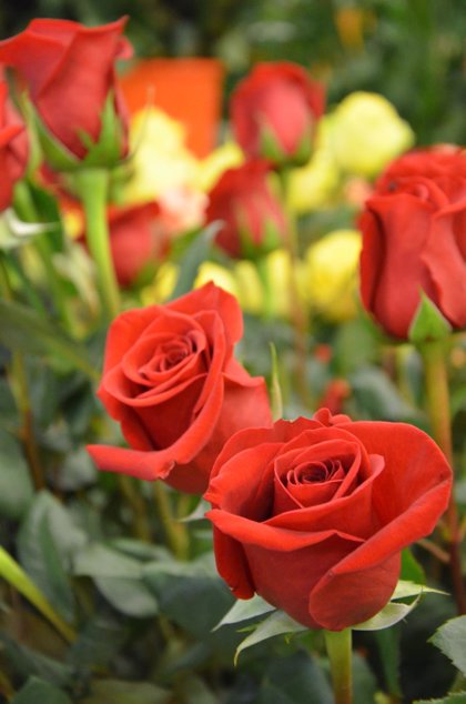 La venta de rosas caerá un 15% este Sant Jordi por la subida del IVA