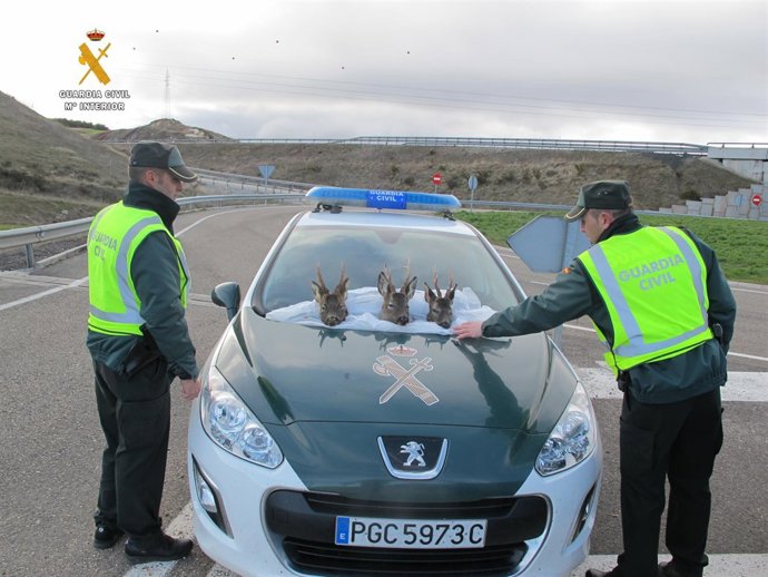 Cabezas de tres corzos recuperadas por la Guardia Civil. 