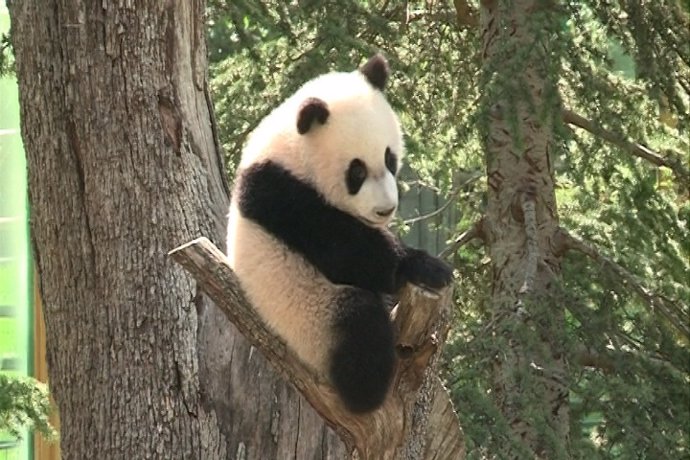 Primeros pasos de la cría de oso panda gigante