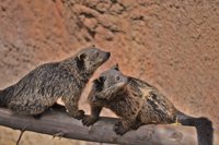 Bioparc Fuengirola, único parque en reproducir en España el Binturong, especie poco conocida y vulnerable