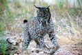 Nacen tres cachorros de lince ibérico en Granadilla (Cáceres)