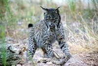 Nacen tres cachorros de lince ibérico en Granadilla (Cáceres)