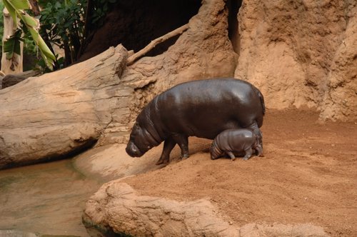 Hipopótamo Pigmeo Nacido En Biopar Fuengirola 