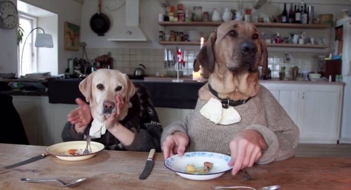 puede un perro comer ostras