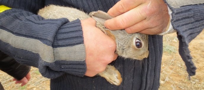 Nuevo sistema para solucionar la sobrepoblación de conejos.