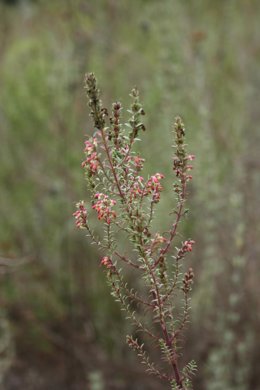 La planta Odontiles Foliosus