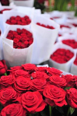 Rosas Sant Jordi