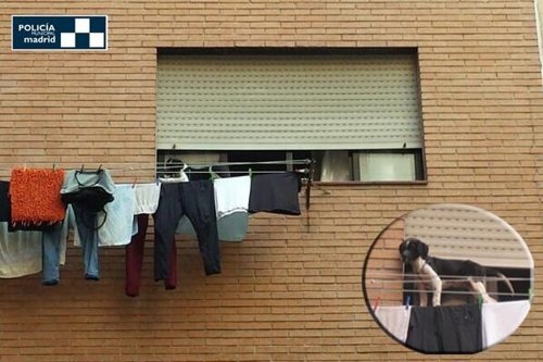 Rescate del cachorro