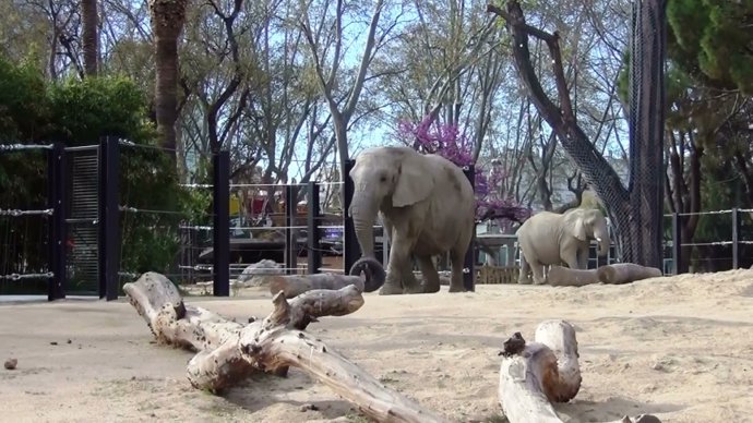 Instalación de elefantes del Zoo de Barcelona