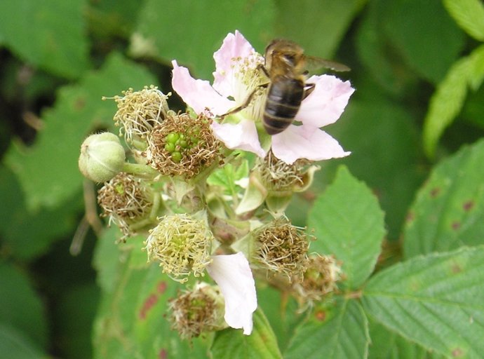 Abeja en una flor