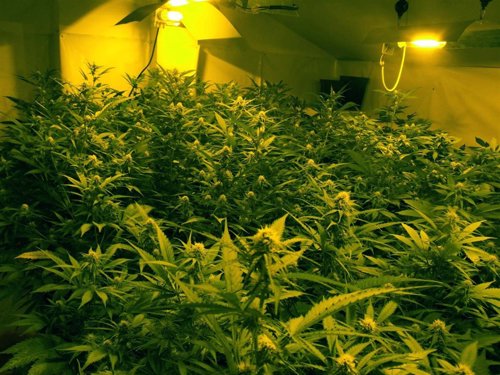 Invernadero de marihuana.