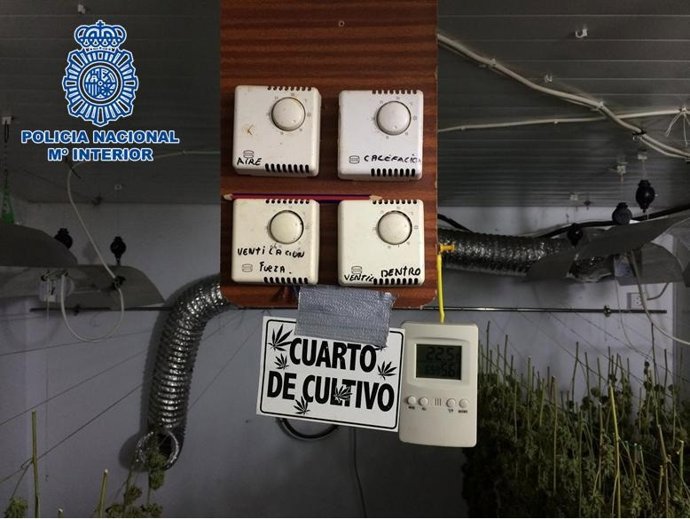 Marihuana intervenida