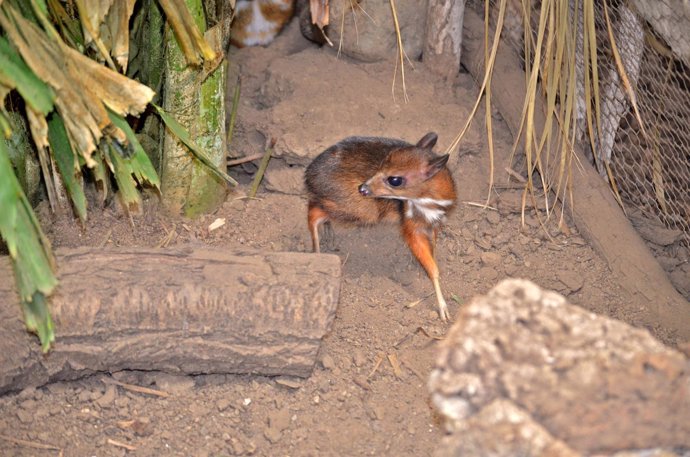 Ciervo-ratón cérvido más pequeño del mundo naturaleza nacimiento 