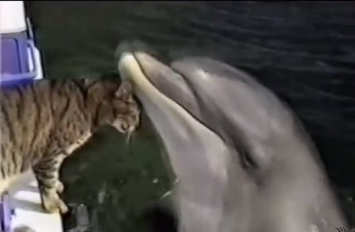 Un gato juega con un delfín