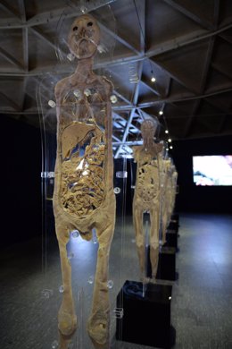 Un cuerpo de la exposición 'Human Bodies. The exhibition'