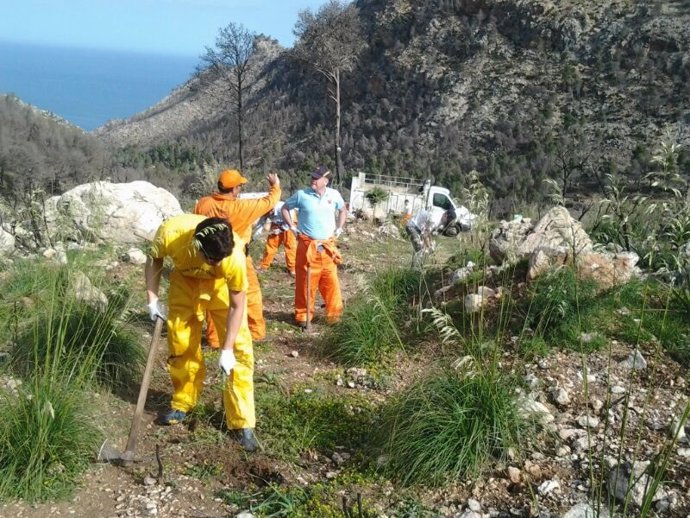 Voluntarios trabajan en la recuperación de la Serra de Tramuntana