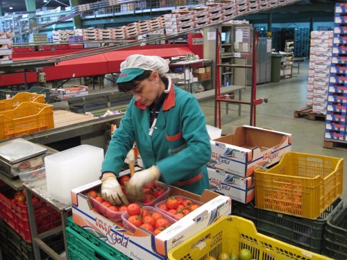 Una Trabajadora De La Industria Auxiliar Empaqueta Tomates 