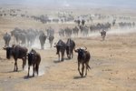 Migración Serengeti