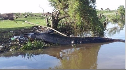 Ballena muerta en el Rio de la Plata