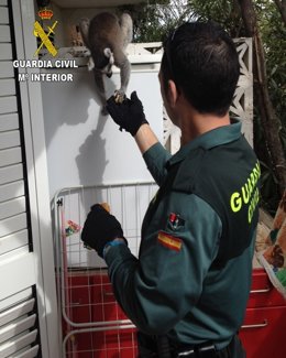 Un agente entretiene al Lémur Catta en Altea