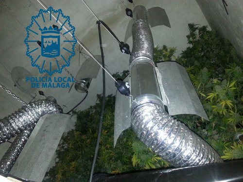 Plantación marihuana descubierta por la Policía Local de Málaga en una vivienda