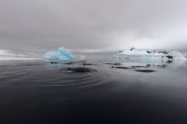 Ballenas minke en la Antártida