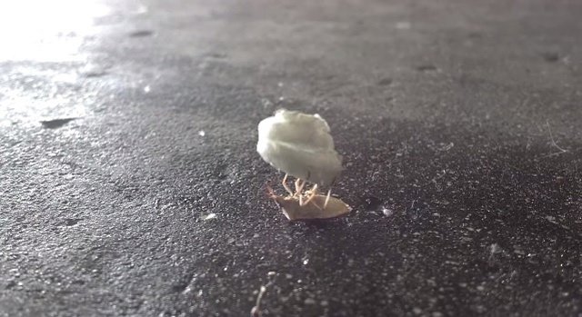 Escarabajo trabajando duro